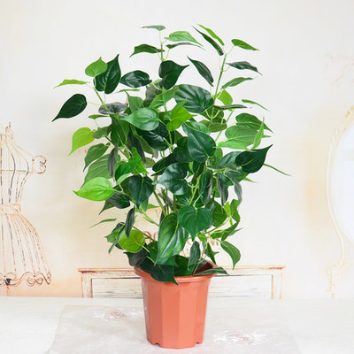 仿真植物盆栽小樹(shù)室內(nèi)外裝飾綠植 推薦